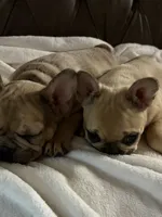 AKC Fawn Merle Fluffy Carrier, a male French Bulldog for sale in Opp, AL – 3 of 10