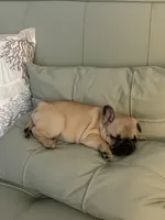 AKC Magnus, a male French Bulldog for sale in Opp, AL – 2 of 10