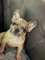 AKC FEMALE Chocolate Merle Fluffy Carrier, a female French Bulldog for sale in Opp, AL – 2 of 10