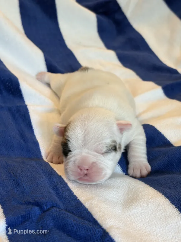 AKC Brutus  – French Bulldog puppy for sale in Opp, AL