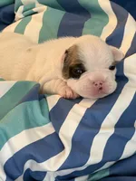 AKC Brutus , a male French Bulldog for sale in Opp, AL – 8 of 9