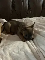 AKC FEMALE Blue Fluffy Carrier , a female French Bulldog for sale in Opp, AL – 8 of 10