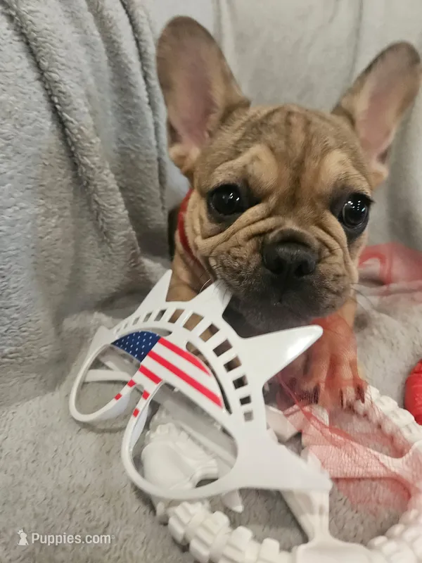 AKC Fawn/Chocolate Merle Fluffy Carrier – French Bulldog puppy for sale in Opp, AL