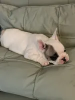 AKC Brutus , a male French Bulldog for sale in Opp, AL – 4 of 9
