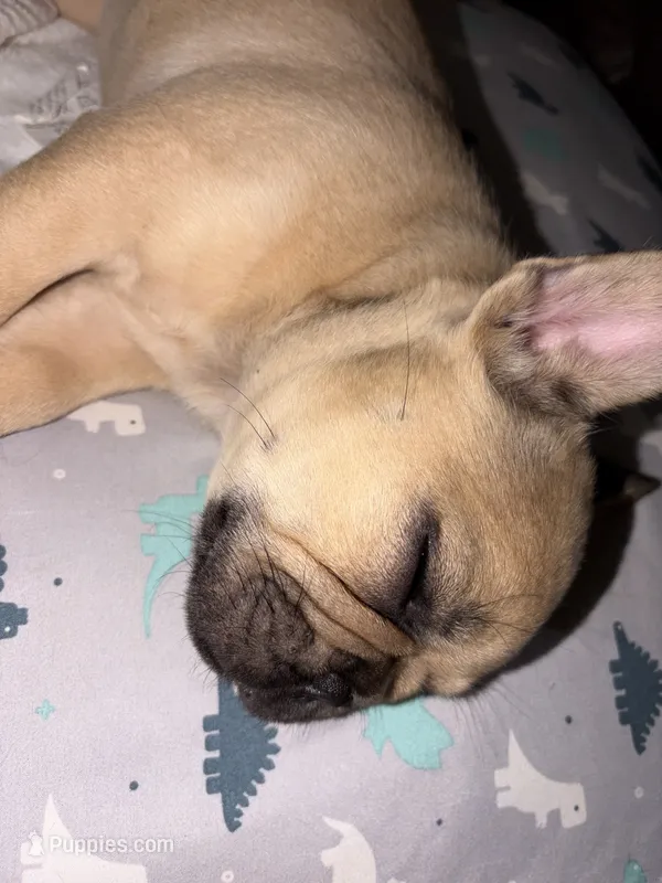 AKC Fawn Black Mask Fluffy Carrier – French Bulldog puppy for sale in Opp, AL