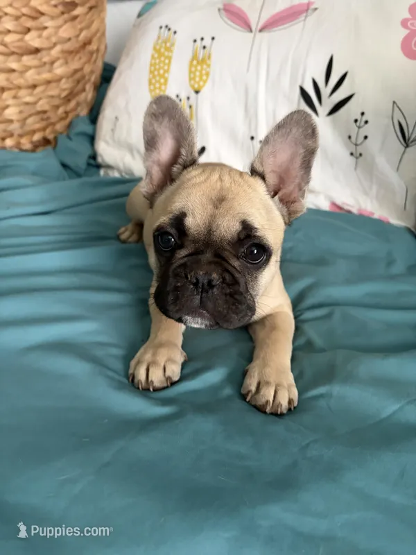 AKC Fawn Black Mask Female – French Bulldog puppy for sale in Opp, AL