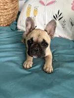 AKC Fawn Black Mask Female, a female French Bulldog for sale in Opp, AL – Photo 1 of 10