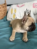 AKC Fawn Black Mask Female, a female French Bulldog for sale in Opp, AL – Photo 8 of 10