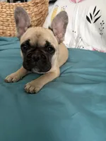 AKC Fawn Black Mask Female, a female French Bulldog for sale in Opp, AL – Photo 3 of 10