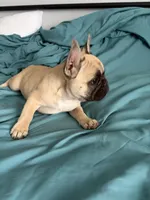 AKC Fawn Black Mask Female, a female French Bulldog for sale in Opp, AL – Photo 4 of 10