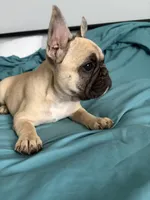 AKC Fawn Black Mask Female, a female French Bulldog for sale in Opp, AL – Photo 5 of 10