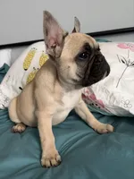 AKC Fawn Black Mask Female, a female French Bulldog for sale in Opp, AL – Photo 9 of 10