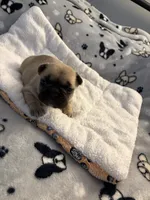 AKC Fawn Black Mask Female, a female French Bulldog for sale in Opp, AL – Photo 6 of 10