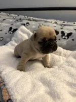 AKC Fawn Black Mask Female, a female French Bulldog for sale in Opp, AL – Photo 3 of 10