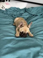 AKC Fawn Black Mask Female, a female French Bulldog for sale in Opp, AL – Photo 6 of 10