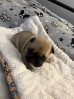 AKC Fawn Black Mask Female, a female French Bulldog for sale in Opp, AL – Photo 5 of 10