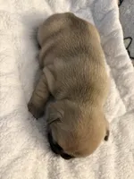 AKC Fawn Black Mask Female, a female French Bulldog for sale in Opp, AL – Photo 2 of 10