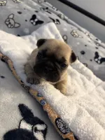 AKC Fawn Black Mask Female, a female French Bulldog for sale in Opp, AL – Photo 7 of 10