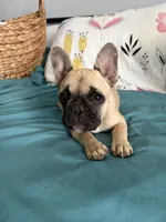 AKC Fawn Black Mask Female, a female French Bulldog for sale in Opp, AL – Photo 7 of 10