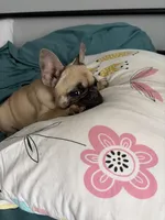 AKC Fawn Black Mask Female, a female French Bulldog for sale in Opp, AL – Photo 10 of 10