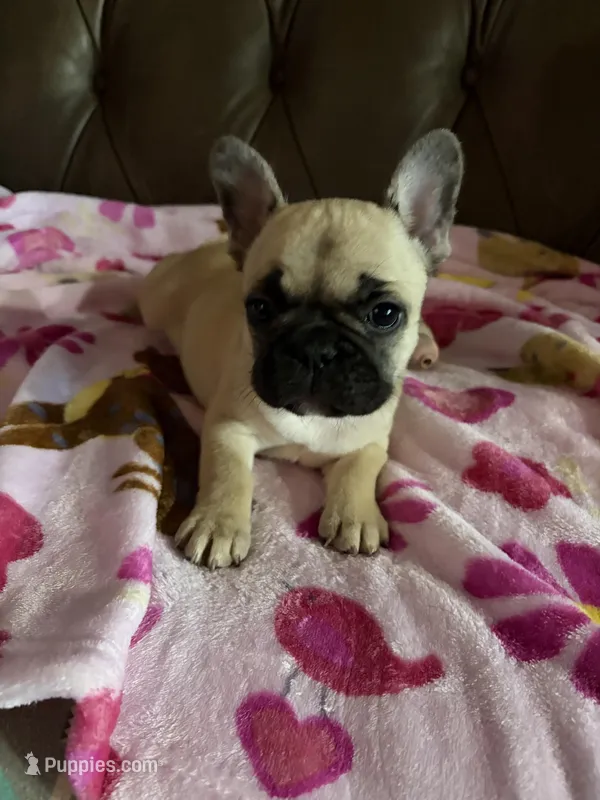 AKC Fawn Black Mask Female