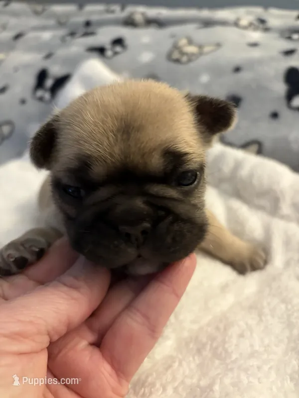 AKC Fawn Black Mask Female