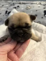 AKC Fawn Black Mask Female, a female French Bulldog for sale in Opp, AL – Photo 1 of 10