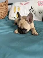 AKC Fawn Black Mask Female, a female French Bulldog for sale in Opp, AL – Photo 2 of 10