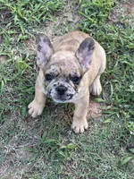 AKC FEMALE Chocolate Merle Fluffy Carrier, a female French Bulldog for sale in Opp, AL – 4 of 10