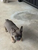 AKC FEMALE Blue Fluffy Carrier , a female French Bulldog for sale in Opp, AL – 10 of 10