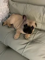 AKC Magnus, a male French Bulldog for sale in Opp, AL – 8 of 10