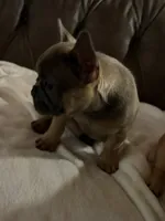 AKC FEMALE Blue Fluffy Carrier , a female French Bulldog for sale in Opp, AL – 3 of 10