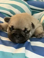 AKC Magnus, a male French Bulldog for sale in Opp, AL – 9 of 10