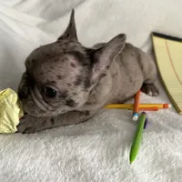 AKC Blue Merle Female, a female French Bulldog for sale in Opp, AL – Photo 3 of 10