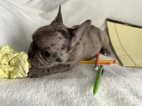 AKC Blue Merle Female, a female French Bulldog for sale in Opp, AL – Photo 3 of 10