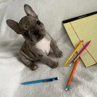 AKC Blue Merle Female, a female French Bulldog for sale in Opp, AL – Photo 5 of 10