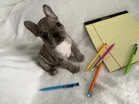 AKC Blue Merle Female, a female French Bulldog for sale in Opp, AL – Photo 5 of 10