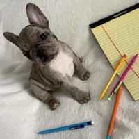 AKC Blue Merle Female, a female French Bulldog for sale in Opp, AL – Photo 6 of 10