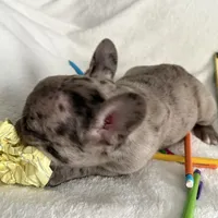 AKC Blue Merle Female, a female French Bulldog for sale in Opp, AL – Photo 2 of 10