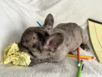 AKC Blue Merle Female, a female French Bulldog for sale in Opp, AL – Photo 2 of 10