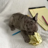 AKC Blue Merle Female, a female French Bulldog for sale in Opp, AL – Photo 8 of 10