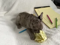 AKC Blue Merle Female, a female French Bulldog for sale in Opp, AL – Photo 8 of 10