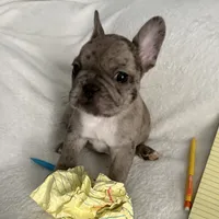 AKC Blue Merle Female, a female French Bulldog for sale in Opp, AL – Photo 9 of 10