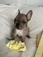 AKC Blue Merle Female, a female French Bulldog for sale in Opp, AL – Photo 9 of 10