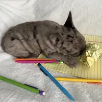 AKC Blue Merle Female, a female French Bulldog for sale in Opp, AL – Photo 4 of 10