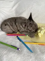 AKC Blue Merle Female, a female French Bulldog for sale in Opp, AL – Photo 4 of 10