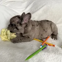 AKC Blue Merle Female, a female French Bulldog for sale in Opp, AL – Photo 1 of 10