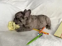 AKC Blue Merle Female, a female French Bulldog for sale in Opp, AL – Photo 1 of 10