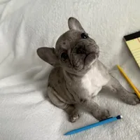 AKC Blue Merle Female, a female French Bulldog for sale in Opp, AL – Photo 7 of 10