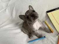 AKC Blue Merle Female, a female French Bulldog for sale in Opp, AL – Photo 7 of 10